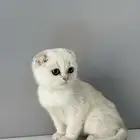 كيتن قطط قط قطو الكيك قطوه سكوتش