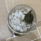 للبيع سلحفاء. صغيره