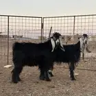 اللبيع تيس جذع فحل