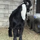 تيس جذع فحل