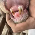 مطفل تحتها رخل