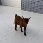 تيس قزمي يرضع بديد