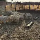 خرفان يمنية مرابي شهرين