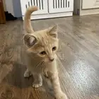 قطط