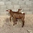 عناق وتيس كفو فل شحم