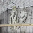 جوز طفره الكريمي فيس(تم البيع)