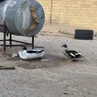 بط للبيع