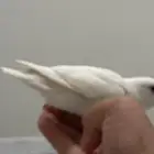 3 طيور روز 2 بينو وواحد ازرق و اخضر و احمر و السعر نتفاوض