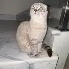 سكوتش عمره 9 شهور طالب زواج مطعم ونبيله انثى تزاوج