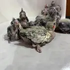 الفروخ كروان تم تم تم البيع البيع