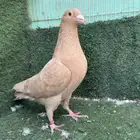 انثى زاجل صفرا