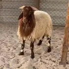خروف نعيم جذع للبيع