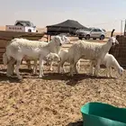 حريات 3 جذعات ورباع((تم البيع خارج الموقع))