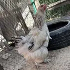 دجاج البرهماه