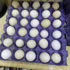 بيض بلدي للاكل ومخصب بنسبة فوق 90 تم البيع