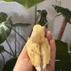 ثلاث فروخ روز تم البيع