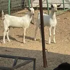 تيوس مشاريع صنف بيشيه كحل اعمارها 5 شهور