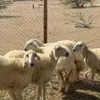 رخال حرية العدد 7