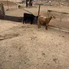 عناقين