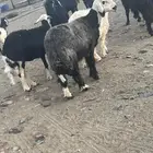 تيس ونعجه الموقع الشبحه