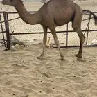 قعدان العدد 3