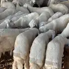 حريات نظيفه الغولاء رخال و طليان