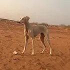 سلقه عربيه اصيله اريش