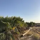 نخل امريكي للزينه صغير وكبير