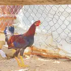 دجاج للبيع