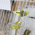 طيور بادجي للبيع