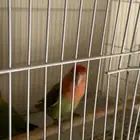 جوز روز مع بيضه