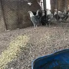 البيع دجاج فيومي طيبه