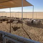 للبيع خرفان شبيه الحري