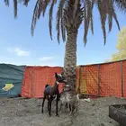 عنز خلفه تحتها 2 تيوس