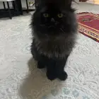 قطه للتبني