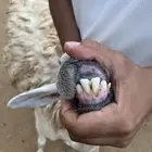 ضان حريه عدد واحد سنها رباع مبين في الصوره ما تشكو من شي