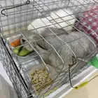 البيع ارنب اليفه زوج معا قفص