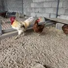 دجاج لوهمان