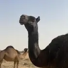 بكرا مجهم العمر سنه ونص طيبه ماتشتكي من شي