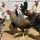 ديوك بلدي للبيع