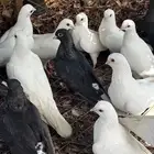 حمام قطايف قنادي