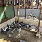 حمام زاجل