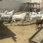 فحل بيشي