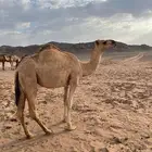 للبيع بكره شقحاء