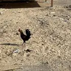 ديك عربي