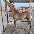 مهر شعبي فاخر