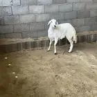 رخل جذعه كفو مقنوي