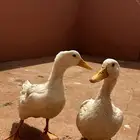 بط للبيع