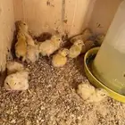 للبيع صوص فري سمان تكساس الامريكي