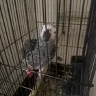 ببغاء افريقي كاسكو ذكي جدا  ويتكلم كلمات كثير ويصلي